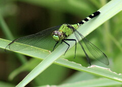 Erythemis simplicicollis