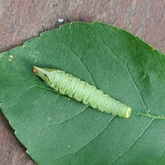 Ceratomia undulosa