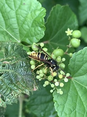 Vespula vidua