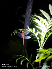 Crocothemis servilia
