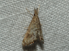 Glaucocharis dilatella