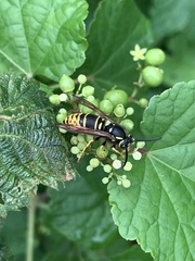 Vespula vidua