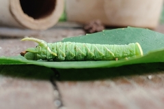 Ceratomia undulosa