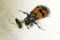 Nicrophorus investigator