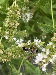 Isodontia