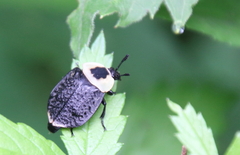 Necrophila americana
