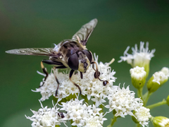 Eristalis dimidiata