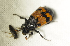 Nicrophorus investigator