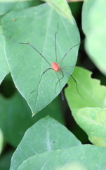 Leiobunum