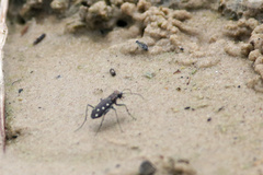 Cicindela ocellata