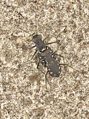 Cicindela ocellata