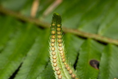 Polystichum munitum