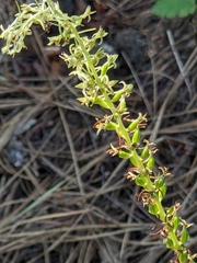 Platanthera elongata