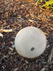 Scleroderma areolatum