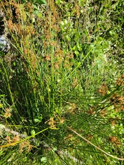 Juncus effusus