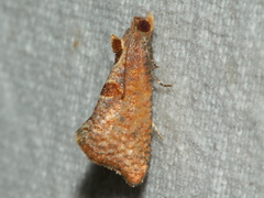 Glyphidoptera insignana