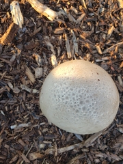 Scleroderma areolatum