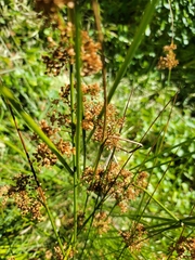 Juncus effusus