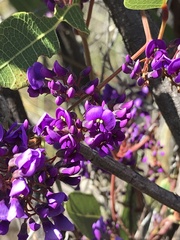 Hardenbergia violacea