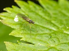 Empidoidea
