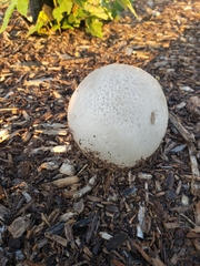 Scleroderma areolatum