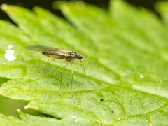 Empidoidea