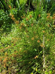 Juncus effusus