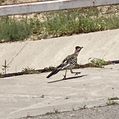 Geococcyx californianus