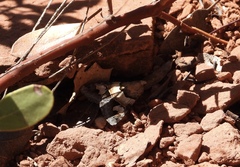 Drasteria pallescens