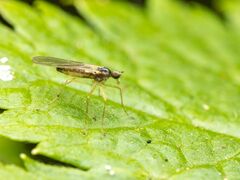 Empidoidea