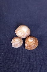 Bembicium