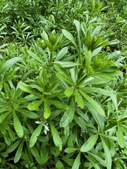 Galium aparine