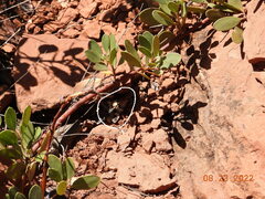 Drasteria pallescens