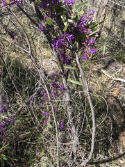 Hardenbergia violacea