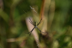 Argiope trifasciata