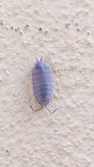 Porcellionidae