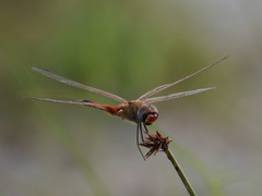 Tramea basilaris