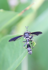 Physocephala tibialis
