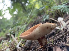 Tylopilus balloui