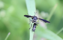 Physocephala tibialis