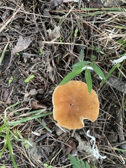 Tylopilus balloui