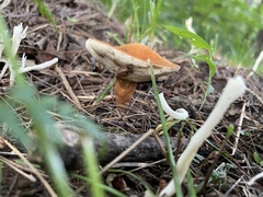 Tylopilus balloui