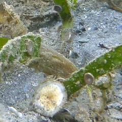 Marginopora vertebralis