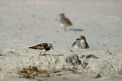 Arenaria interpres