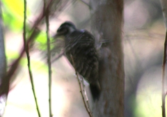 Dryobates nuttallii