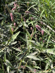 Persicaria