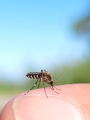 Aedes taeniorhynchus