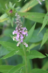 Stachys hispida