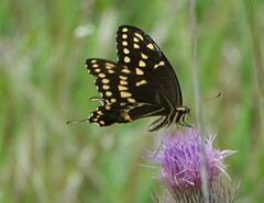 Papilio palamedes