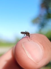 Aedes taeniorhynchus
